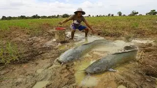 Traditional fishing in deep mud - how to catch fish
