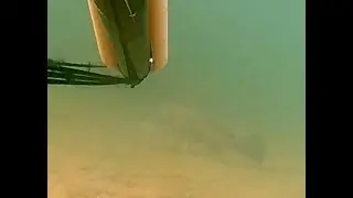 Drum on the Run - Freshwater Spearfishing for Drum