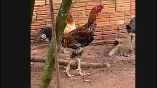 CHICKEN COOP