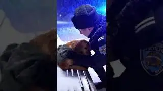 Полицейский обнаружил замерзающих собак во время метели&hellip; А потом собака-мать обняла его в ветерин...