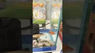 😱🧐😱my fish got a second tail.. #fish #shorts #trending #viral #satisfying #molly #tiktok