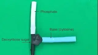 DNA Sturcture