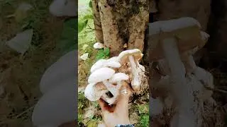 #mashroom#plant#Tree#Park#Food#inmud#