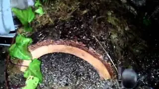 T. stirmi in exo-terra medium low terarrium
