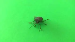 REAL stink bug on a green screen
