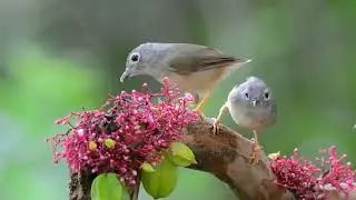 Grey cheeked Fulvetta (Alcippe morrisonia)