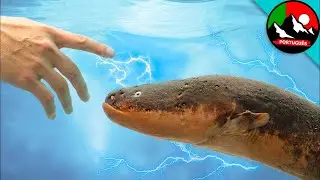 CHOCADO POR UMA ENGUIA EL&Eacute;TRICA! Qu&atilde;o poderoso &eacute;? | Brave Wilderness Portugu&ecirc;s