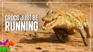 Crocs Galloping and Running for 3 and Half Minutes
