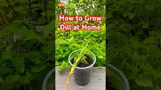 How to Grow Dill at Home #grow #dill