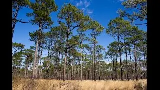 Janice Allen - The Croatan