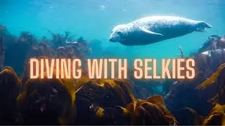 Diving with Seals in the Farne Islands