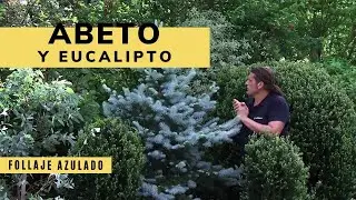 El Eucalipto y el abeto azul, dos &aacute;rboles de follaje gris azulado - Decogarden - Jardinatis