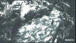 Bird Box - Deadly Wind Scene (TV Screen)