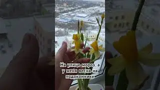 Вы любите крокусы и нарциссы? Я очень, наверное по дому я создаю их своими руками !