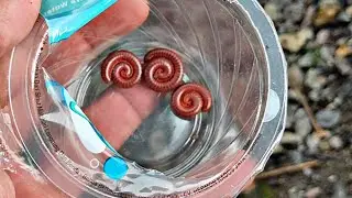 Catching millipedes in ornamental fish gardens and whisker fish