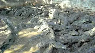 Mugger crocs being fed at Croc Bank