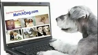 Match Dog online dating service for dogs comedy