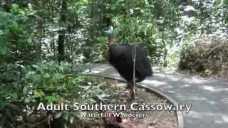 Southern Cassowary found on Waterfall Wanderers Tour
