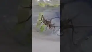 Insect Grooming: Watch a Grasshopper's Pristine Cleaning Ritual 🧼🦗