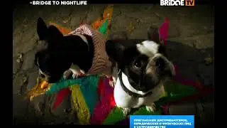 Les Bouldogs Francais - Electronik (Bridge TV)