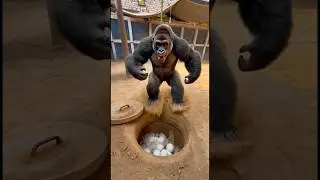 Gorilla secret ghofa me chala gya 😱
