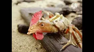 Photoshopped Animals