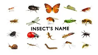 Insects name English/Name of Insects /Insect Names for Children / Insect for Kids