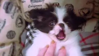 Japanese chin Malu & dubstep