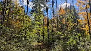 Fall Forest Magic. Woods Walk 2025