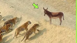 INACREDITÁVEL TIGRES ATACAM JUMENTO