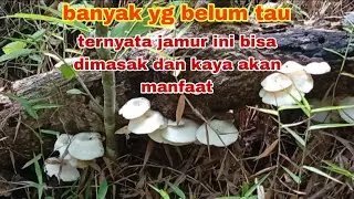 BERBURU JAMUR LIAR  UNTUK DI MASAK‼️JAMUR LOT (LENTINUS SPP)