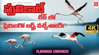 Flamingos in pulicat 🦩 | 4K HDR  Drone Cinematic | Flamingo Migration 2025&rdquo;