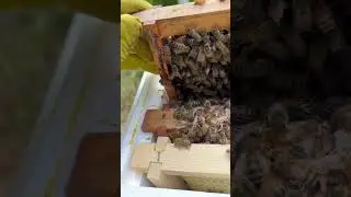 Quand la nouvelle Reine vie avec l&rsquo;ancienne et d&eacute;truit la cellule Royale. Rucher Breizh en Belgique