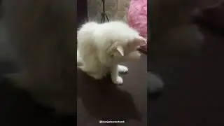 Sleeping 😴 beauty 🥰 #shorts #dance #song #tamilsong #music #tamil #cat #catshorts #catvideos #pets