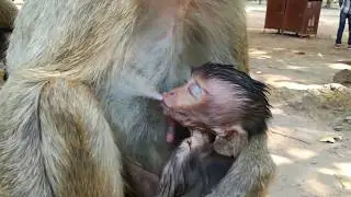 Lori hungry milk so much, Lori to ask mom many time just get milk like this