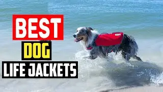 ✅Best Dog Life Jackets in 2025