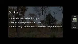 Bats, Understory Treatment and Green Tree Retention: Biodiversity and Forest Management
