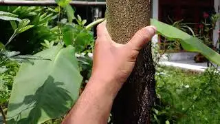 Lihat perkembanggan pohon durian montong