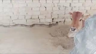 The Snake 🐍 and cock 😶&trade;