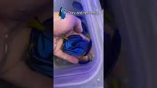 dory and her family in real life | cute baby fish