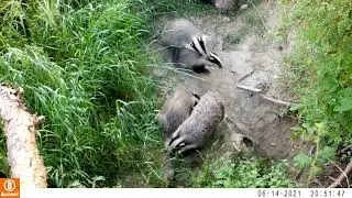 Famille de Blaireaux d'Europe