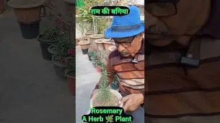 Rosemary Plant A Herb 🌿 Medicinal Plant धूप से बचाएं #rosemarry #रोजमेरी #herb #medicinalplants