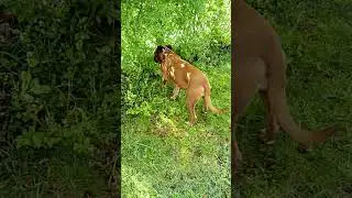 #boxer #boxerdog #boxerlove #deutscherboxer #jenny