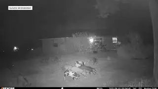 Feral hogs damaging Burleson County properties as county leaders seek state help
