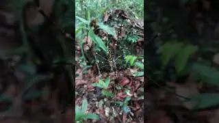 Giant wood spider,Sinharaja  rainforest