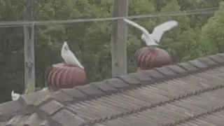 Whirly Birds Enjoy a Rooftop Spin || ViralHog