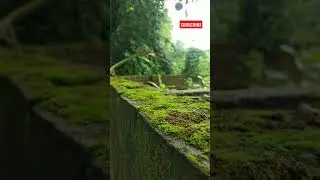 Little LIVES | A Closer look at Nature | THE DIGITAL NOTION