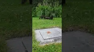 Pine marten family in our garden.    #nature #wildlife #ireland #fauna #shortswithcamilla