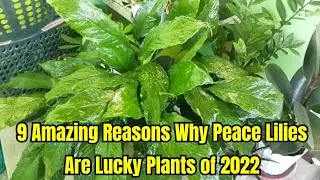 9 Amazing Reasons Why Peace Lilies Are Lucky Plants of 2022