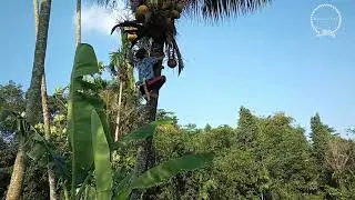 KAULINAN BARUDAK RAWATIIS - NGALA KALAPA EPISODE3